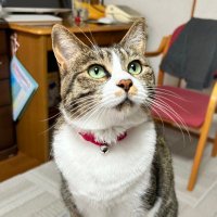すのふぁん (@mintyo3_14) 's Twitter Profile