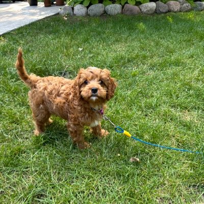 PPluimer's profile picture. 