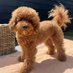 Poodle Lover Club (@poodleloverclub) Twitter profile photo Poodle Lover Club (@poodleloverclub) Twitter profile photo
