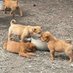 Michealanimalrescue (@derickwalukaga) Twitter profile photo Michealanimalrescue (@derickwalukaga) Twitter profile photo