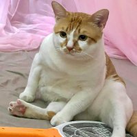 ドリー猫 (@jacobricha11882) 's Twitter Profile