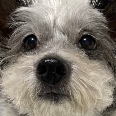 빌즈개さんのプロフィール画像