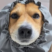❕️곽호떡❕️호떠기는 핫도기 (@hotteok_jindo) 's Twitter Profile