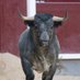Cazarratas (@cazarratas2) Twitter profile photo Cazarratas (@cazarratas2) Twitter profile photo