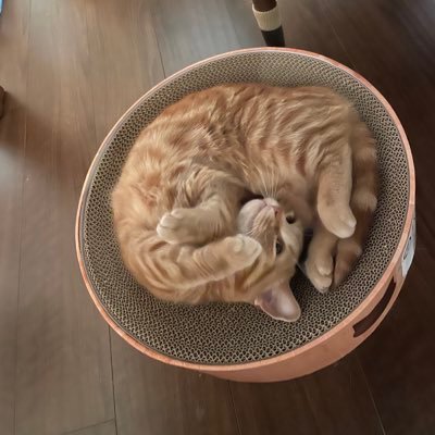 ウヨウヨパヨパヨ( ^ω^ ) キエエエエエエエエエ(°▽°)クソリプ自動生成マシーンだよ(*^▽^*) ボクのポストは全て意見論評です😃