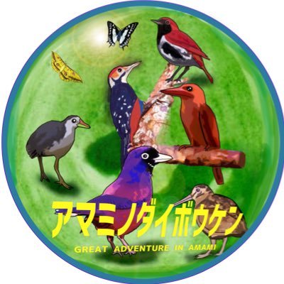 アマミノダイボウケン (@Amamifieldguide) / Posts / X