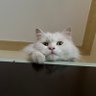 zxcodes's profile picture. Software Engineer. I occasionally write and take pictures when I’m out https://t.co/ZMNN2CY09L.