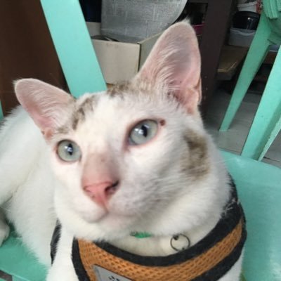 meephpung71504's profile picture. 