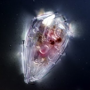 TasnimHanafiah's profile picture. I like shiny things 🔬 | Edinburgh Uni ‘23 🎓 | she/dia | testate amoeba pic credit sadly not mine