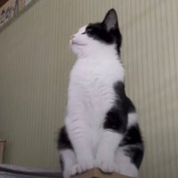 みん (@mintea1120) 's Twitter Profile