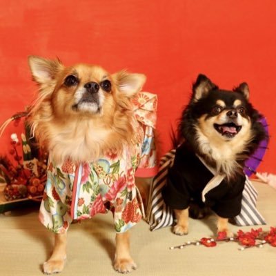 DerickTiala's profile picture. 前のアカウントがどこかに消えて復活せず🤣出直して参りました✨フォロワー戻ってくるかな🤔無言フォロー失礼します😣チワワ🐶♂デリック8歳🐶♀ティアラ2歳のパパです🎶ゴルフ好き⛳️サッカーもやってるよ⚽️名古屋グランパス応援中📣📣📣ミッチ7年間ありがとう⚽️2024ゆーや推し⚽️