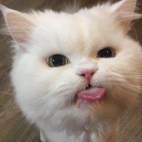 Pre anything 🐰⌇ ออซอรับพรี /กดเว็บจีน𖦹 (@preanything_) 's Twitter Profile