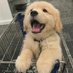 Doggy (@doggydaxiong) Twitter profile photo Doggy (@doggydaxiong) Twitter profile photo