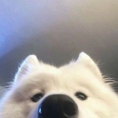 @issoefofo