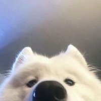 Isso Γ© fofo demais para nΓ£o compartilhar (@issoefofo) 's Twitter Profile Photo Isso Γ© fofo demais para nΓ£o compartilhar (@issoefofo) 's Twitter Profile Photo