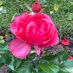 Deb Wailes (@debrawailes) Twitter profile photo Deb Wailes (@debrawailes) Twitter profile photo