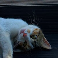 Hafsa (@_hafsasrdr) 's Twitter Profile