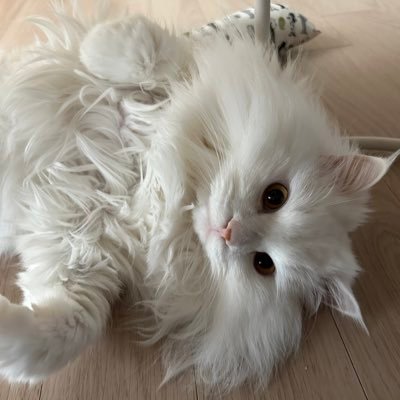 stockace85's profile picture. 경제적 자유를 위한 장기 투자자 TSLA, BTC / 재테크, 투자, 마인드셋, 생활팁 , 재미, Cat❤️, 게임 공유