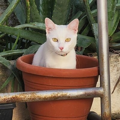 morto de preguiça