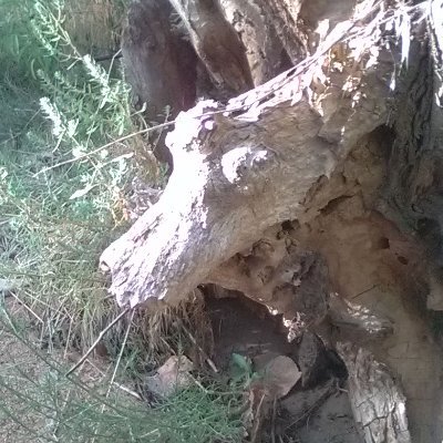 NaturalAlly7's profile picture. From the UNKNOWN to the know-able, in Stillness.
From the -hoods 
(human-, child-, mother-, and father-, friend-, and neighbor-)
to express the Natural—ONE.