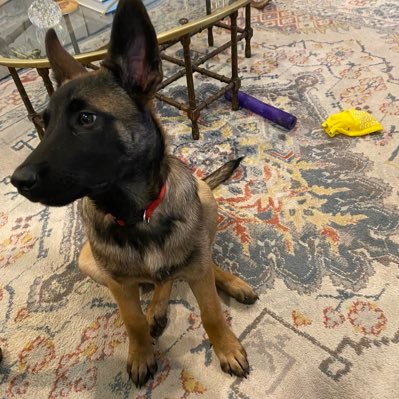 Ebrdhappy's profile picture. I love Belgian Malinois!!