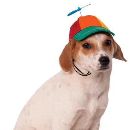 piemswczapce's profile picture. 🐕