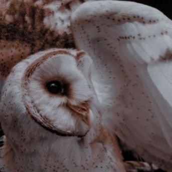 cherishedwishes's profile picture. Head of the Traditional Project Department | Desk Open to All. | Feel free to contact | All for the Amber Lord.