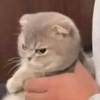 Schrödinger’s puss (@altekinda) 's Twitter Profile