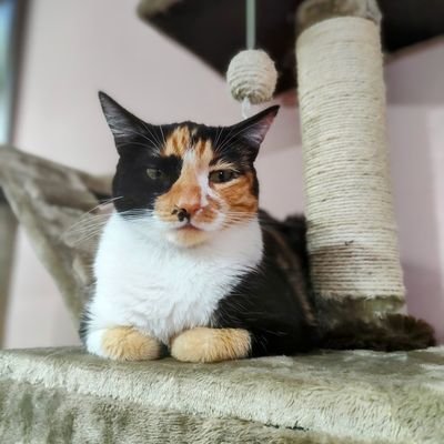 Mlmedinat's profile picture. Mochilera✈️🛄🏝️🏯🌍 Mamá de Croyala😽