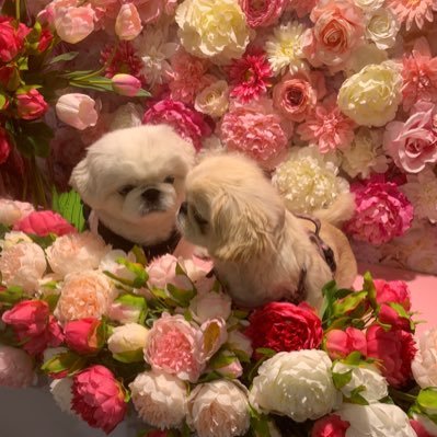 shinyuri0106's profile picture. 愛犬を医療ミスでなくす経験有り。ペットはモノとゆう法律で裁判も起こせない現実。動物愛護・保護コミュニティ発足！！web3勉強📖中！ ペットはモノじゃない！を掲げて、ペットと人との共生を目指す！