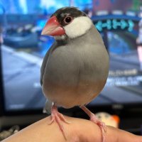 文鳥いそろく(迷子・船橋市) (@516maigo) 's Twitter Profile Photo 文鳥いそろく(迷子・船橋市) (@516maigo) 's Twitter Profile Photo