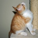 Donna Pinto - @lemurlady62 - Twitter