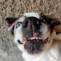 roach (@theroachv) 's Twitter Profile