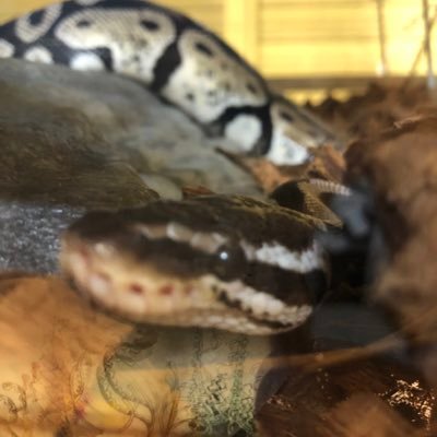 あきにうむ🐍さんのプロフィール画像
