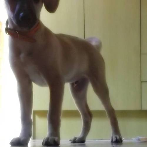 Sou o cão do @Shapadinho !!!