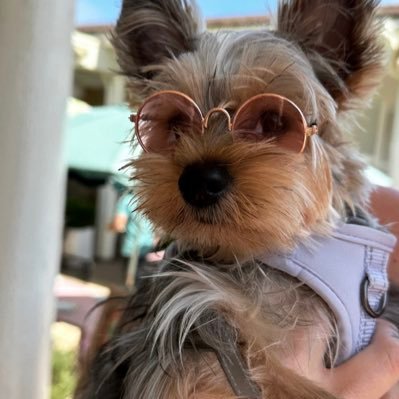 shekperepublic's profile picture. Battery about to die😎