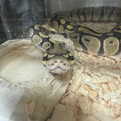 derkeethus1123's profile picture. ペットたち(爬虫類)と戯れてる関東住みのおじさん ※活餌繁殖、及び給餌動画あげます※ 育成中or育成経験生体→コーンスネーク、ボールパイソン、タランチュラ、レオパルドゲッコー、ニシアフリカトカゲモドキ、シシバナヘビ、ツノガエル、アオジタトカゲ、フトアゴヒゲトカゲ、トゲオアガマ