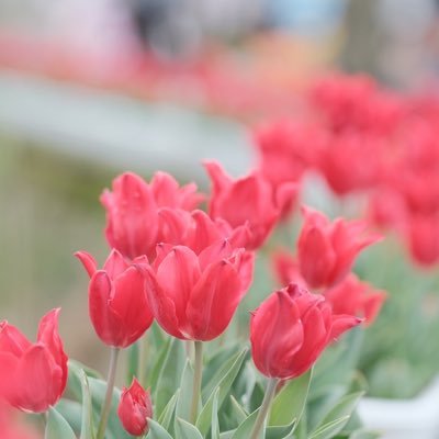 nogawa03526785's profile picture. josler1期生、内科専門医、循環器専門医