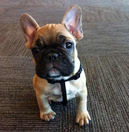 Mr_Meatloaf's profile picture. I'm dead sexy and know Kung Fu... the bitches love me!