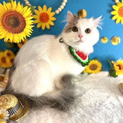 🐈⬛ジュレ猫帝国から🐈琥珀ニャー共和国になり、追放されて炊飯器が増えて途方にくれたhottttingです。