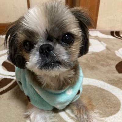 fine20111's profile picture. シーズーのリオたん 雌9才 。藤井聡太応援📣風景写真撮影。pepUPウォークで毎日8,000歩 🐾 SHIMANO NEXUS  ALFINE  di2 🚲CUES  DELL　PC 日産DAYZ
 iPhone watch