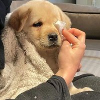 plengg𝓎ㅡ ꪆৎ (@askreallypleng) 's Twitter Profile