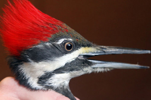 BirdBandingCLE's profile picture. The latest news, updates, and activities from bird banders Gary & Jill Fowler.