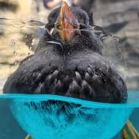 てんつゆ (@calpeace_m1) 's Twitter Profile