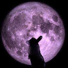 CultOfTarot's profile picture. Show me what's good. I'll do my best to do the same.