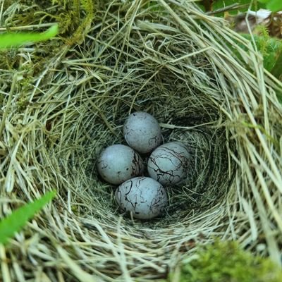 NigelButt3's profile picture. Now a BTO nest record scheme contributor!