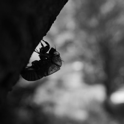 introspect90742's profile picture. 