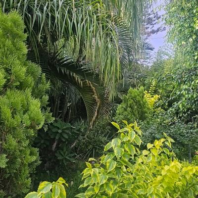 Lydiia_Najerini's profile picture. _B.Arch M.LArch_Colectivo_Atemajac
🍲🍃🚲🖌