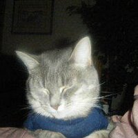 Gizmo Harrill (@gizmohappycat) 's Twitter Profile