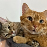 Boro {π¨π»βπ»πΌπββ¬} (@borogeek) 's Twitter Profile